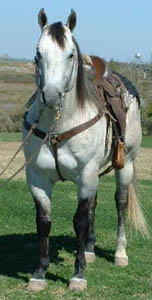 quarter_horse